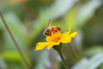Fototapeta na wymiar Abelha africana colentando mel nas flores