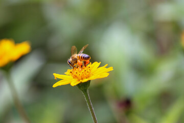 Abelha africana colentando mel nas flores