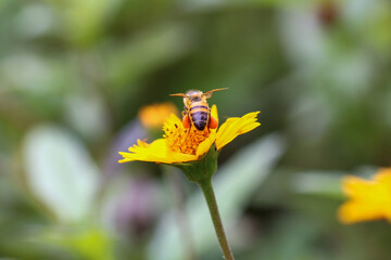 Abelha africana colentando mel nas flores
