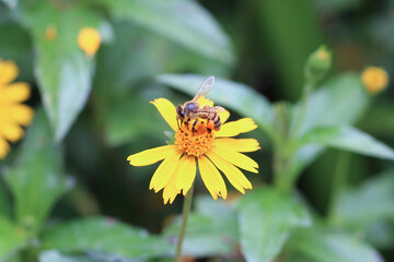 Abelha africana colentando mel nas flores
