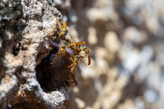 Abelhas Jat&aacute;i na entrada da colmeia