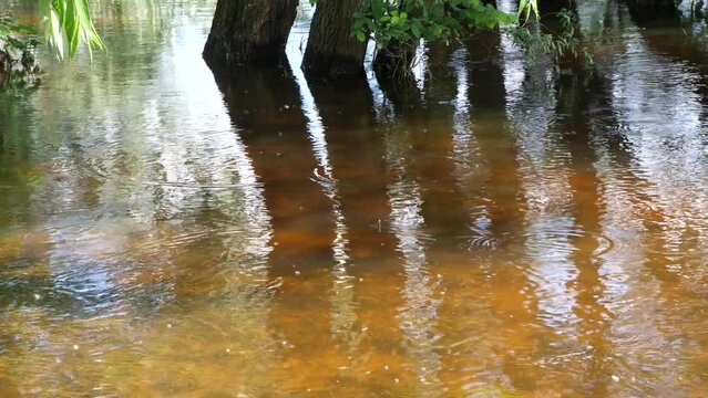 Quiet backwater of the Desna River in spring.
The calming effect on the human psyche of the slow flow of a flat river.
