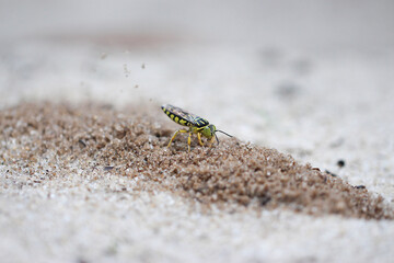Vespa da areia cavando seu buraco
