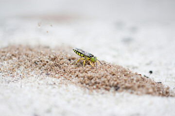 Vespa da areia cavando seu buraco