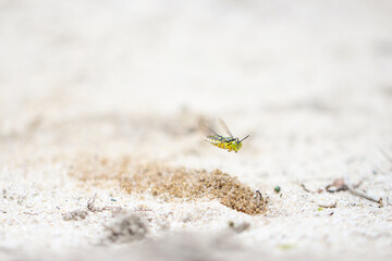 vespa da areia voando perto do seu buraco