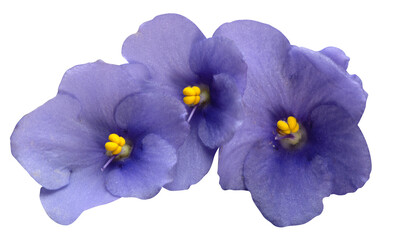 Three light violet Saintpaulias flowers  (African violets) on isolated white background, macro