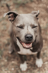Smiling pitbull dog