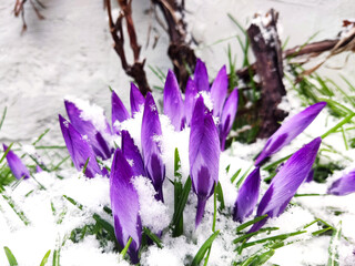 Fototapeta Krokusy w śniegu obraz