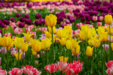 Yellow, vilolet or purple tulips in spring garden.jpg, Yellow tulips in spring garden