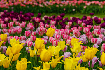 Yellow, vilolet or purple tulips in spring garden