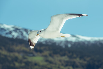seagull in flight