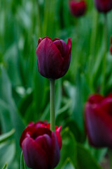 A field of burgundy tulips sort ronaldo new triumph