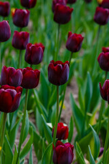 A field of burgundy tulips sort ronaldo new triumph