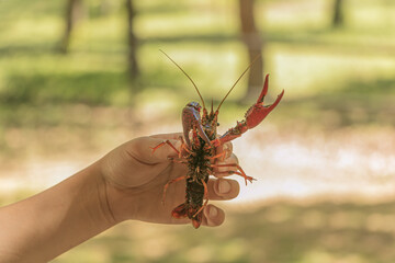 Child's hand holding a crayfish, commonly called a crawfish or crawdad. 