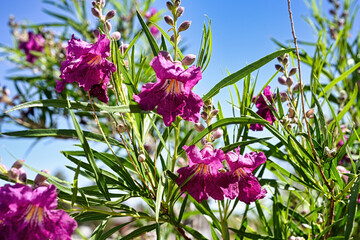 Closeup of blooming desert willow with blue sky - obrazy, fototapety, plakaty