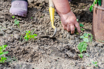Working with a hoe and hands in the garden