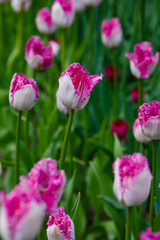 Beautiful tulips fringed tulip eyelash in spring garden