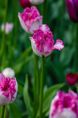 Tulips fringed tulip  EYELASH in bloom
