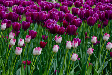 Tulips Fringed and tulips Eyelash in spring garden