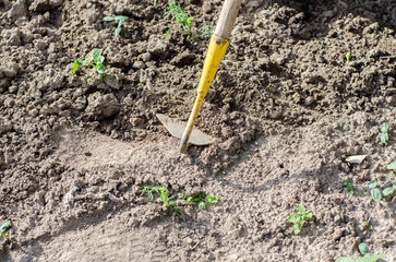 Working with a hoe and hands in the garden