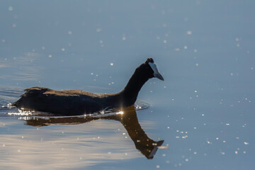 Fototapeta premium Red knobbed coot bird in action during sunset in South Africa