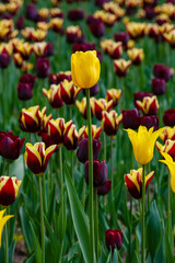 Yellow Tulips in the spring garden