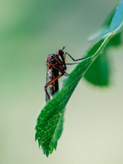 Insekt hockt auf grünem Blatt