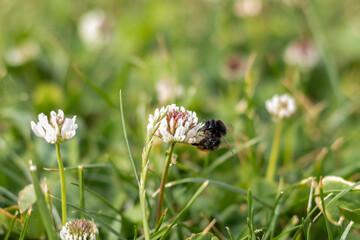 Bumblebee on a clover flower in a blurred green meadow. Blooming clover with a bumblebee. Selective focus with blurred background.