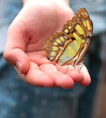 A colorful butterfly sits on a child's hand. - 508820316