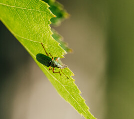 Insekt auf Blattrückseite 