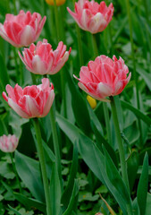  Pink double tulips in spring garden, sort Foxtrot
