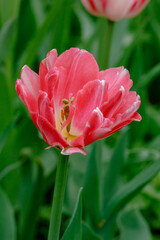 Pink double tulips in spring garden sort Foxtrot