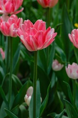 Pink double tulips in spring garden sort Foxtrot