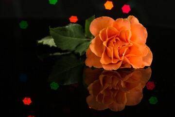A tea rose on a black glass background. - 508820372
