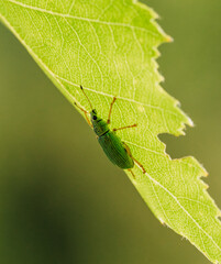 Insekt auf Blattrückseite 