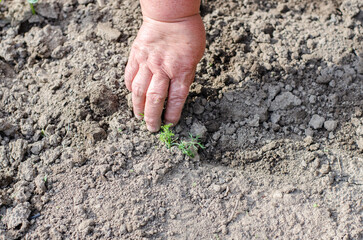 Working with a hoe and hands in the garden