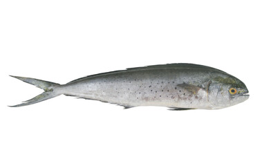 Fresh mahi-mahi fish or common dolphinfish isolated on white background, Coryphaena hippurus