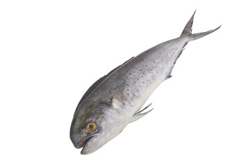 Fresh mahi-mahi fish or common dolphinfish isolated on white background, Coryphaena hippurus