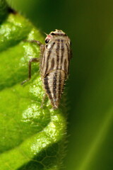 Striped leafhopper on a leaf in Cotacachi, Ecuador