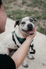 Rescue Dog