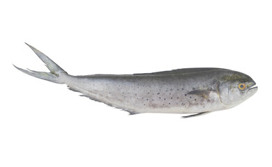 Fresh mahi-mahi fish or common dolphinfish isolated on white background, Coryphaena hippurus