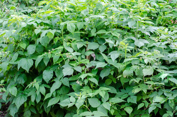 Fototapeta premium Green raspberry bush. Big green bush with leaves
