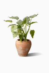 Front view of pot plant isolated on white background