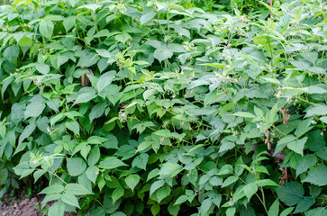 Green raspberry bush. Big green bush with leaves