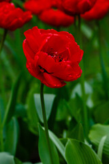 Miranda tulip, a charming red flower with double petals