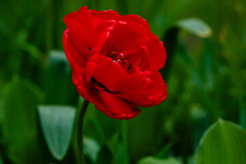Miranda tulip, a charming red flower with double petals