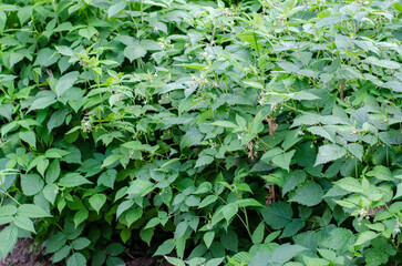 Green raspberry bush. Big green bush with leaves