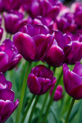 Obraz na płótnie Canvas Purple Sky Tulips in the spring garden