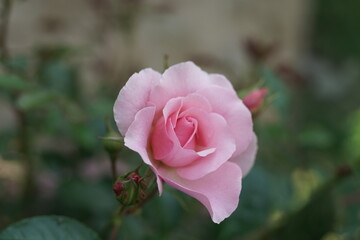 Rosen in einem Garten mit rosafarbiger Blume bei leicht geöffneter Blüte