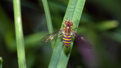 Hoverfly on a blade of grass in Cotacachi, Ecuador